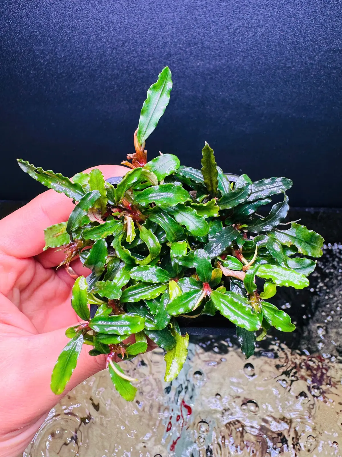 Quy trình nhân giống cây Bucep (Bucepphalandra Motleyana) bằng phương pháp nuôi cấy mô