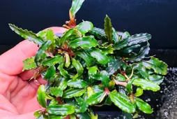 Quy trình nhân giống cây Bucep (Bucepphalandra Motleyana) bằng phương pháp nuôi cấy mô