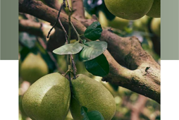 Chế phẩm bảo quản quả có múi