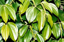 Quy trình nhân giống cây hồ tiêu sạch bệnh bằng phương pháp nuôi cấy mô