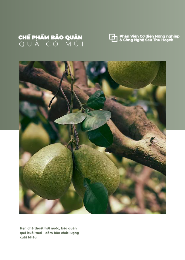Chế phẩm bảo quản quả có múi