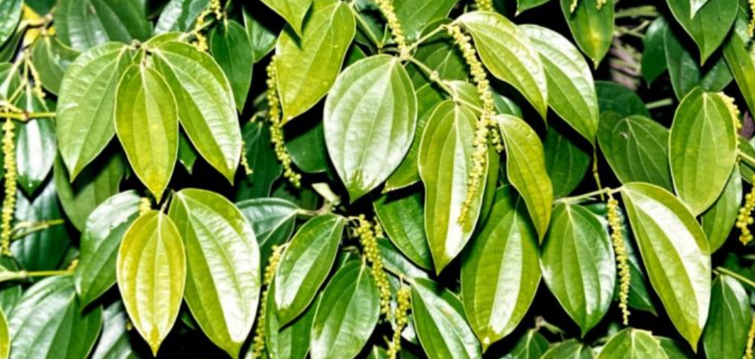 Quy trình nhân giống cây hồ tiêu sạch bệnh bằng phương pháp nuôi cấy mô