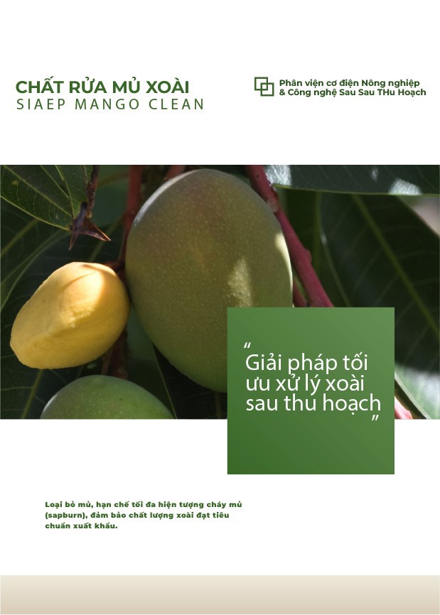 Quy trình công nghệ xử lý mủ xoài và chất xử lý mủ xoài