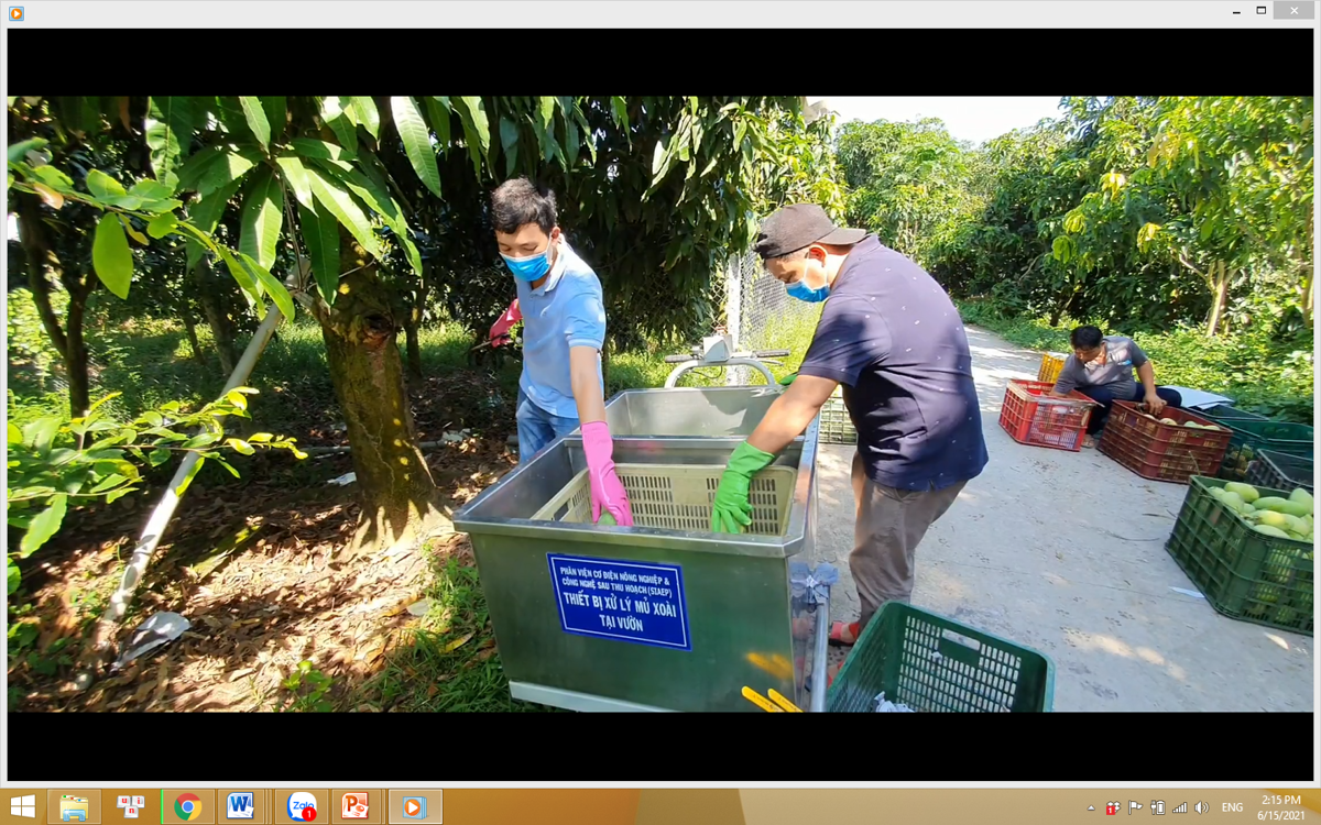 Quy trình công nghệ xử lý sau thu hoạch xoài