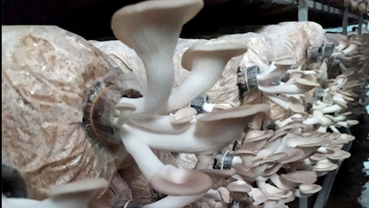Quy trình nuôi trồng nấm bào ngư yến (Pleurotus ostreatus) trong lọ áp dụng hệ thống điều khiển tự động