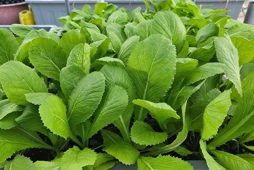 Quy trình kỹ thuật trồng một số loại rau ăn lá: cải bẹ xanh (Brassica juncea L.), cải ngọt (Brassica integrifolia L.), cải xà lách (Lactuca sativa L.) trên giá thể trong nhà màng