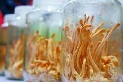 Quy trình sản xuất nấm Nhộng trùng thảo (Cordyceps militaris) trên môi trường không sử dụng nhộng tằm