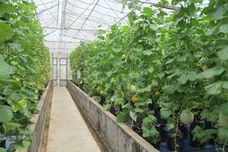 Quy trình kỹ thuật trồng dưa lưới (Cucumis melo L.) trên giá thể trong nhà màng áp dụng hệ thống tưới nhỏ giọt