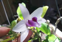 Quy trình nhân giống lan rừng Giả hạc Di Linh xuân (Dendrobium anosmum Lindl.) bằng phương pháp nuôi cấy mô tế bào thực vật