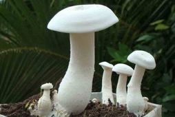 Quy trình sản xuất nấm Sữa (Calocybe indica) trên môi trường không sử dụng nguồn đạm vô cơ