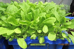 Quy trình kỹ thuật trồng thủy canh hồi  lưu cải bẹ xanh (Brassica juncea L.), cải ngọt (Brassica integrifolia L.), xà lách  (Lactuca sativa L.) theo hướng hữu cơ