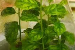 Quy trình nhân giống invitro cây xạ đen (Celastrus hindsii Benth)