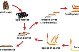 Môi trường và quy trình nuôi trồng Nhộng trùng thảo (Cordyceps militaris)