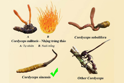 Quy trình sản xuất nấm đông trùng hạ thảo (Cordyceps militaris) trên môi trường khoáng chất thực vật