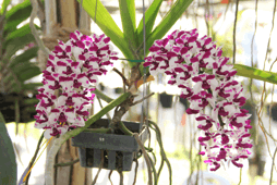 Quy trình kỹ thuật trồng và xử lý ra hoa lan Ngọc điểm (Rhynchostylis gigantea)