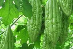 Giống Mướp đắng AHRD07