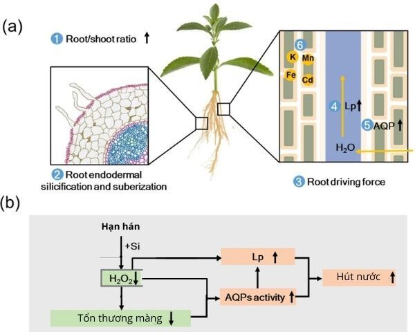 Quy trình sản xuất chế phẩm sinh học có khả năng hòa tan khoáng silic