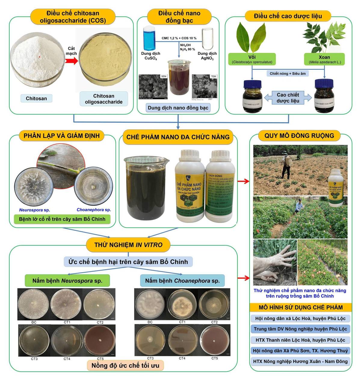 Quy trình kỹ thuật canh tác sâm Bố chính (Abelmoschus sagittifolius (Kurz) Merr.)