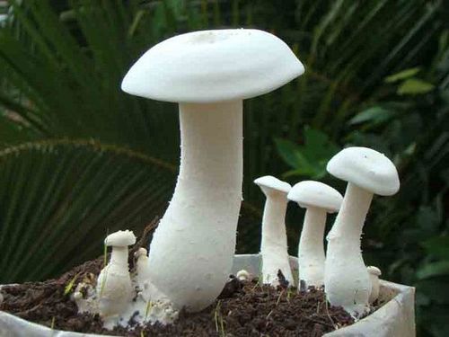 Quy trình sản xuất nấm Sữa (Calocybe indica) trên môi trường không sử dụng nguồn đạm vô cơ