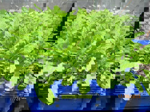 Quy trình kỹ thuật trồng thủy canh hồi  lưu cải bẹ xanh (Brassica juncea L.), cải ngọt (Brassica integrifolia L.), xà lách  (Lactuca sativa L.) theo hướng hữu cơ