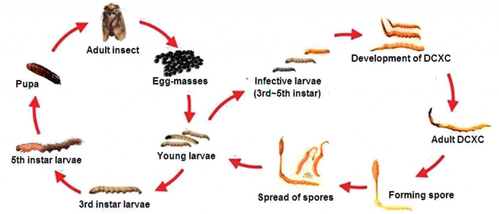 Môi trường và quy trình nuôi trồng Nhộng trùng thảo (Cordyceps militaris)