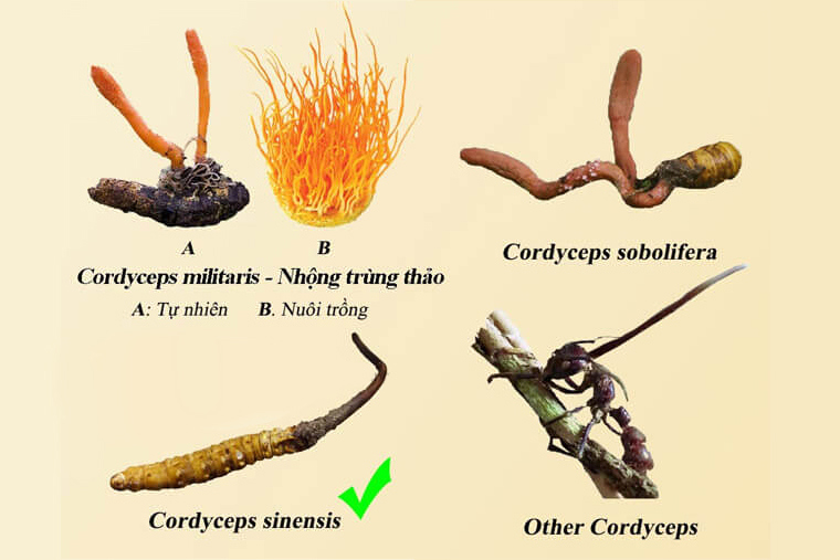 Quy trình sản xuất nấm đông trùng hạ thảo (Cordyceps militaris) trên môi trường khoáng chất thực vật