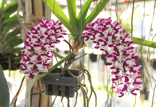 Quy trình kỹ thuật trồng và xử lý ra hoa lan Ngọc điểm (Rhynchostylis gigantea)